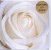 Various :  Rose 1 (cd Card)  (Paradise)