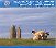 16 - Various :  Irlanda / Treasures Of Irish Music  (Network)
