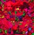 Cream :  Disraeli Gears  (Radiation Records)